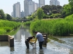 인천시, 도심 생태공간인 도시복원하천의 수생태 평가하는 건강성 조사 실시