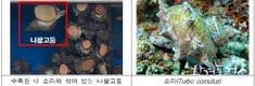 해양 국가보호종 나팔고둥, 함부로 잡으면 안된다