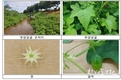 뚜껑덩굴 추출물에서 벼 도열병 방제 효능 발견 특허 출원