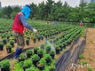 인천시, 3월 2일부터 관내 도시녹화에 필요한 양묘 생산 본격적 돌입