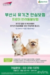 부산시, 유기견 입양한 가족에게 1년간 펫보험 무료로 지원하는 사업 시행