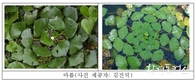 담수식물 ‘마름’ 추출물에서 어류 출혈성 패혈증 바이러스 억제 효능 발견