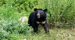 환경부 곰 사육농가 21곳 안전관리 전수조사 후 안전관리 철저 요청