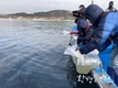 부산시, 강서구 가덕도 인근 해역에 어린 대구 200만 마리 방류