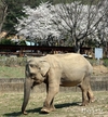 서울시, 하늘의 별이 된 59세 국내 최고령 코끼리 사쿠라
