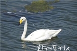 부산시, 국내 동물원 부화 큰고니 <여름> 자연 서식지에서 러시아로 이주하는데 성공