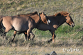 야생에서 부활한 프셰발스키말, 후스타이 국립공원에 311마리로 증가