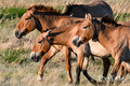 야생에서 부활한 프셰발스키말, 후스타이 국립공원에 311마리로 증가