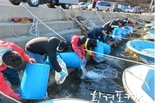 부산시, 겨울철 고소득 어종인 대구자원 회복 위해 어린 대구 100만 마리 방류