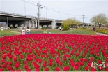 부산시, 화명생태공원 플라워가든 둘째 주 전후해 약 7만 송이의 튤립 만개할 예정